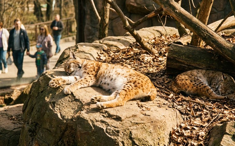 Linces do Zoo de Moscou não têm hora certa para tirar uma soneca