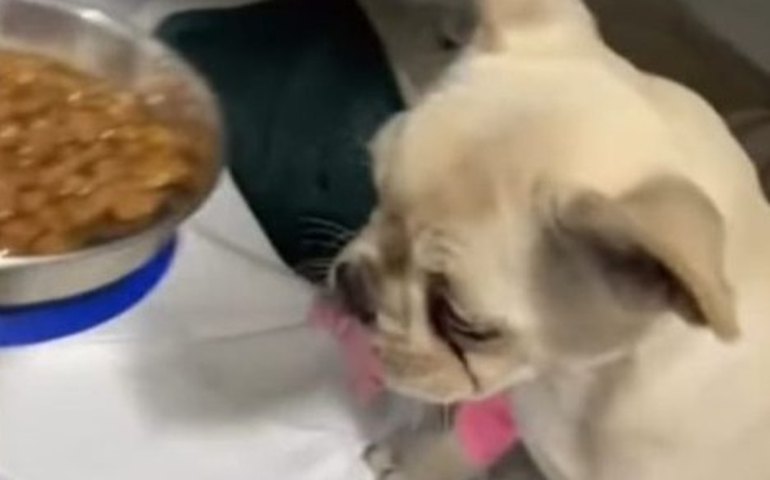 Cadela é internada em estado grave após ingerir mais de 50 pedras de crack em Joinville