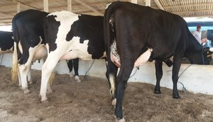 VACA LEITE GADO