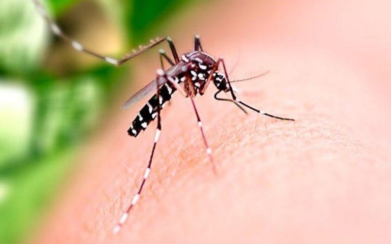 Mosquitos não escolhem humanos ao acaso, revela estudo; saiba como se proteger
