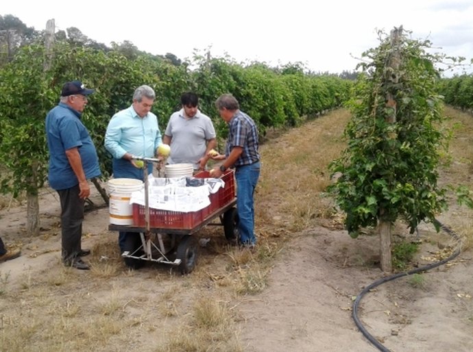 Dia de Campo mostra diversificação de culturas que pode ajudar Alagoas