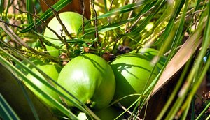 grande-coco_verde_divulgacao_embrapa