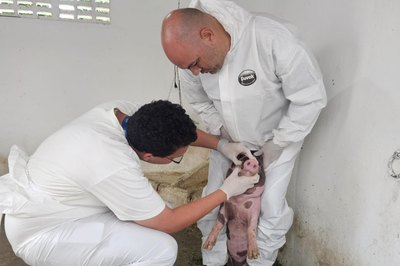 Adeal dá início ao trabalho de vigilância clínica de suínos em Alagoas