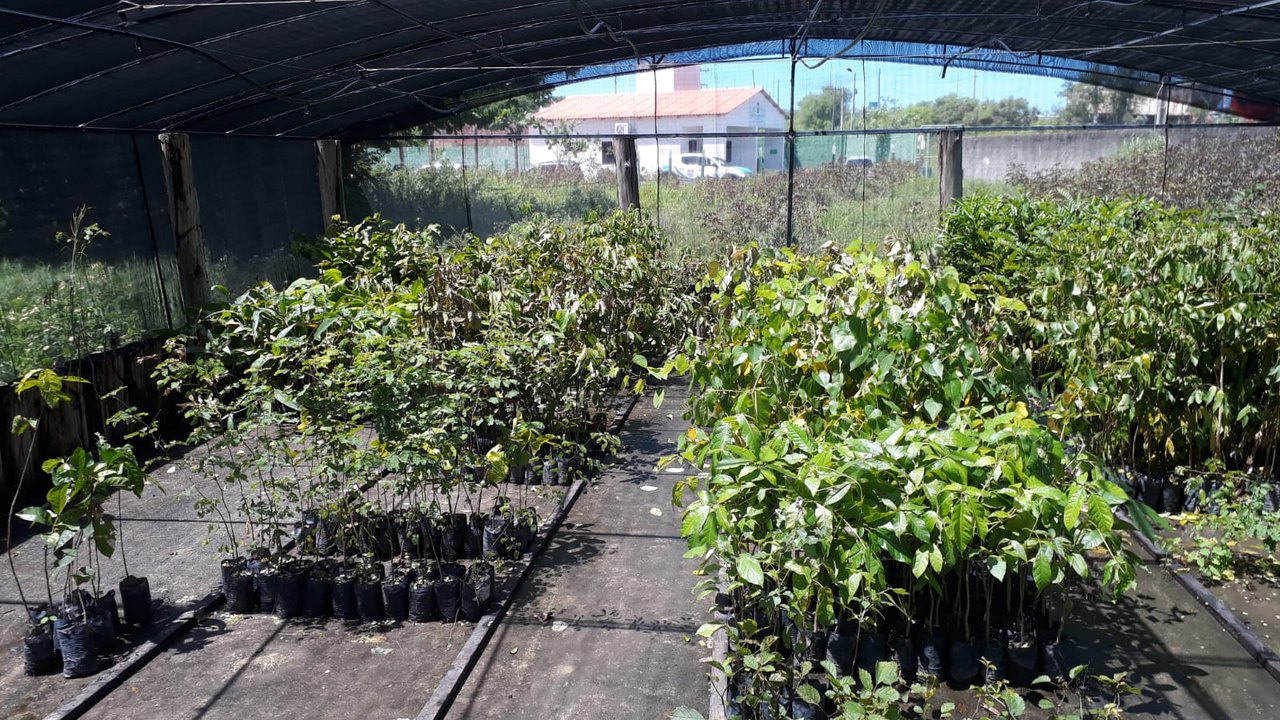 IMA recebe 5 mil mudas de plantas para o projeto Alagoas Mais Verde