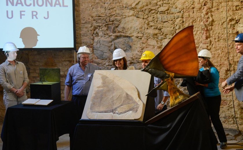 Colecionador alemão doa mais de mil fósseis para Museu Nacional no Rio