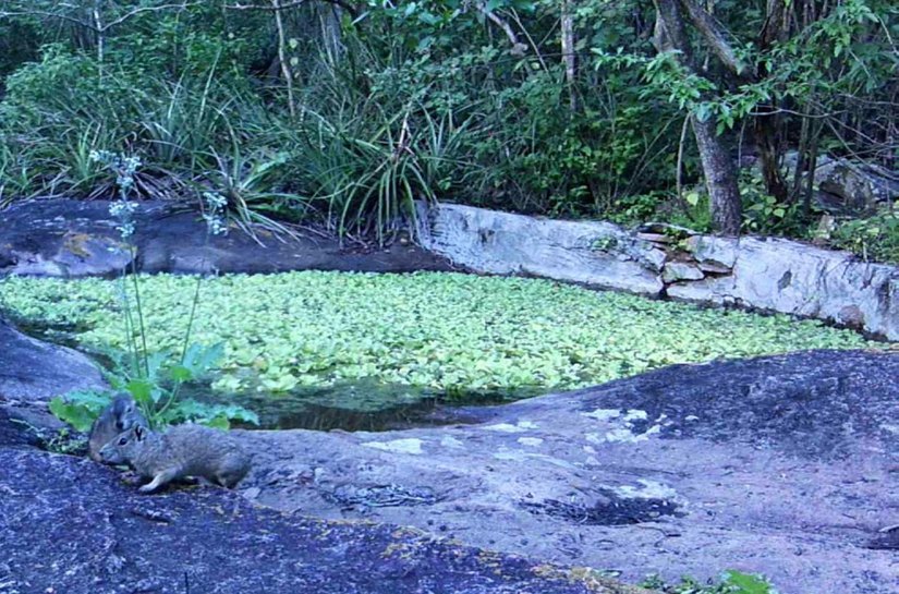 Refúgios Morros do Craunã e do Padre garantem a proteção da fauna silvestre em Alagoas
