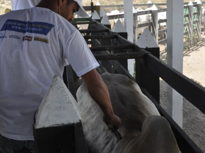 Seagri comemora 96,8% do rebanho alagoano vacinado contra a aftosa