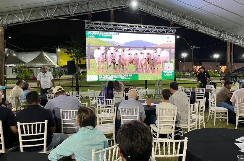 Expoagro-AL terá maior temporada de leilões da história, com 15 remates confirmados