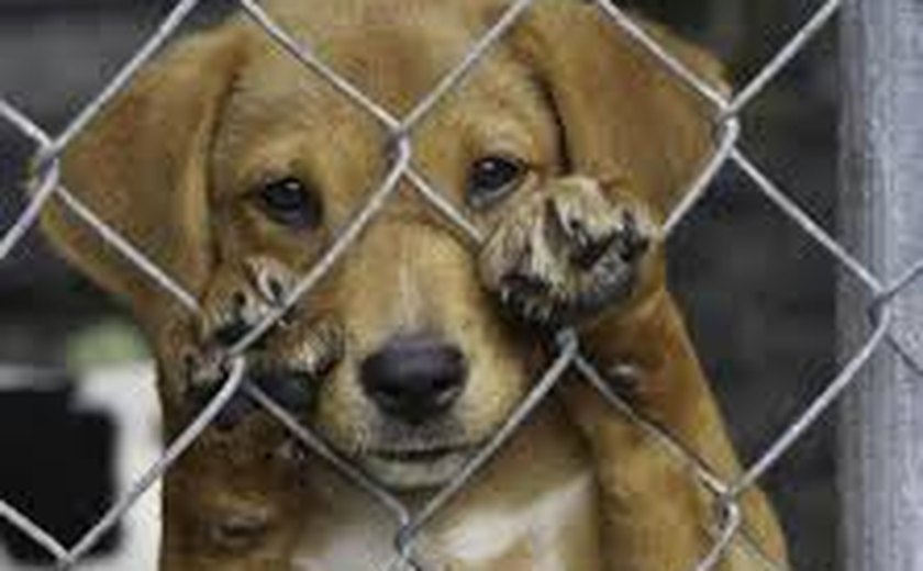 Homem é flagrado arrastando cachorro com corda amarrada a moto em Arapiraca