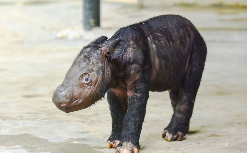 Rinoceronte-de-sumatra: filhote de espécie ameaçada de extinção nasce na Indonésia; veja fotos