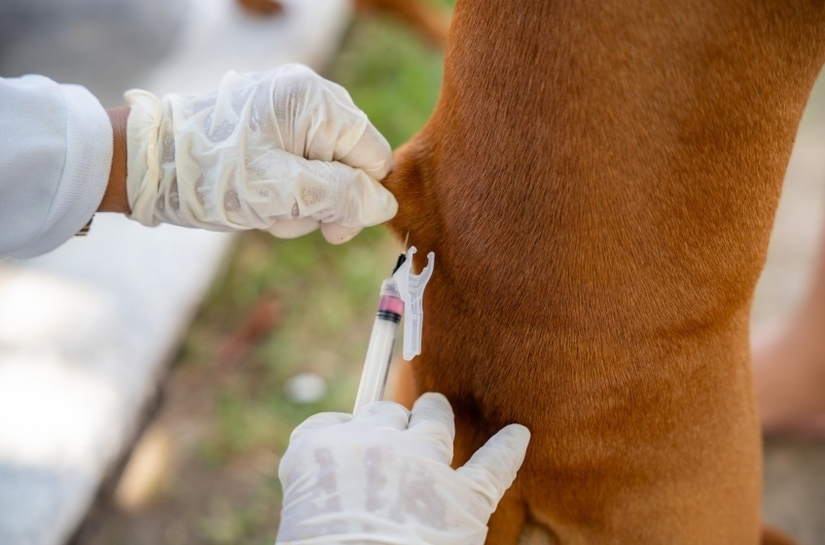 Saúde de Maceió reforça importância da vacinação de cães e gatos contra a raiva