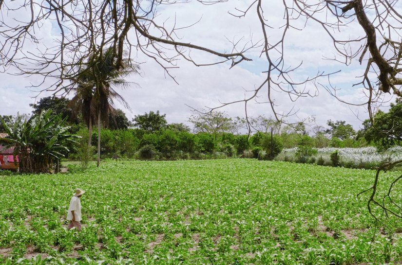 Novo pagamento do Garantia-Safra beneficia mais de 1.500 agricultores familiares de Alagoas