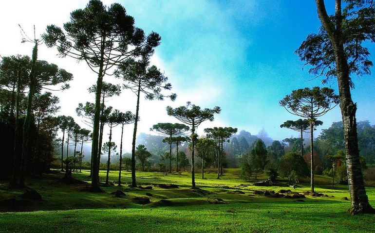 Tradições gaúchas ganham destaque na Festa do Pinhão