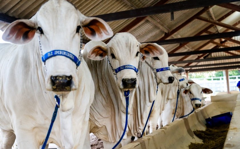 Crédito e regularização de dívidas serão 'atrações' na Expoagro 2022