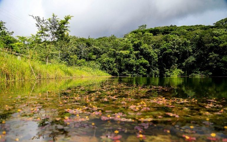 Empresas e organizações pedem aos EUA aval a fundo de US$ 9 bi para florestas