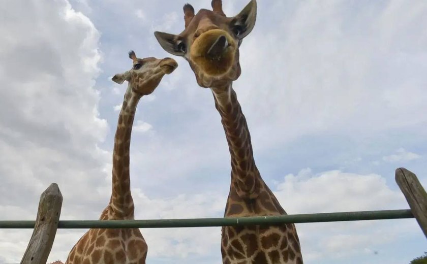 Vinte mil assinam petição pela libertação das girafas do zoológico do Rio