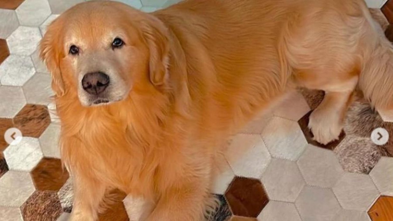 Conheça Budy, o cão que viralizou nas redes e transformou sua casa em ponto turístico
