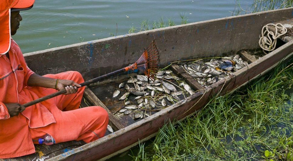 PEIXES MORTOS SEMENTEIRA 