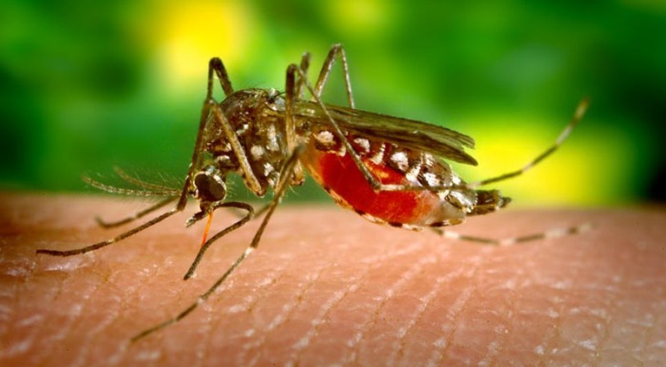 mosquito-zika-800.jpg