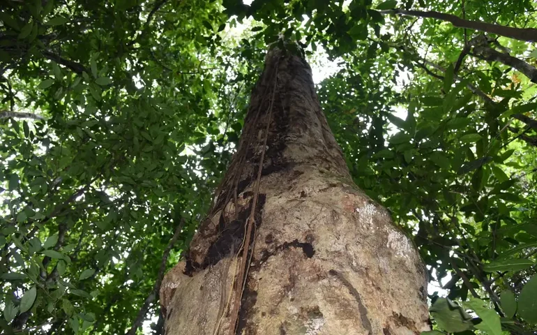 Expansão da produção de vacinas do Butantan prevê derrubada de mais de 6 mil árvores