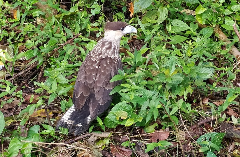 Animais silvestres são resgatados em Aracaju