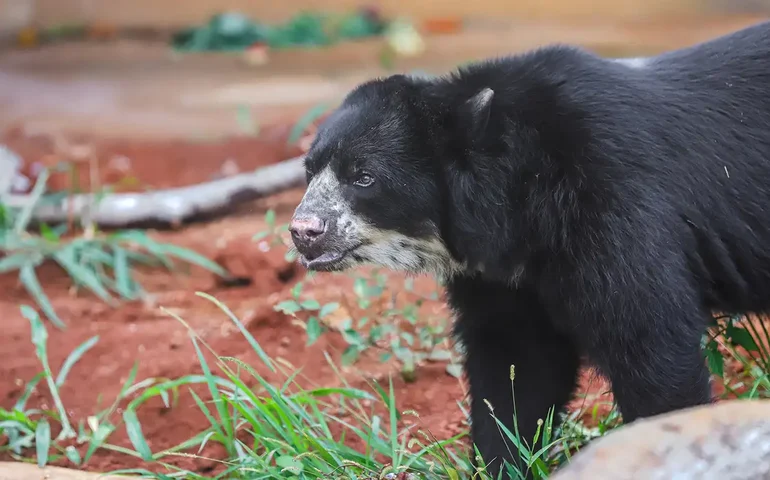 Filhote de urso invade prédio administrativo em meio ao aumento de encontros com animais selvagens no Japão