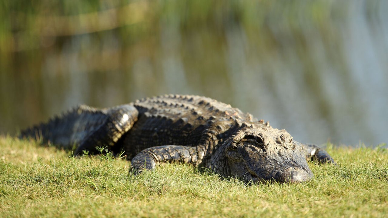 Corpo de mulher é encontrado na boca de um crocodilo no Texas