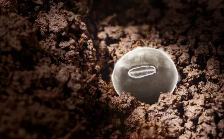 Tratamento de sementes ganha protagonismo e se torna estratégia para mais aumento da produtividade no campo
