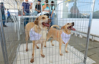 Focinho Responsável realiza nova edição de feira de adoção na Serraria