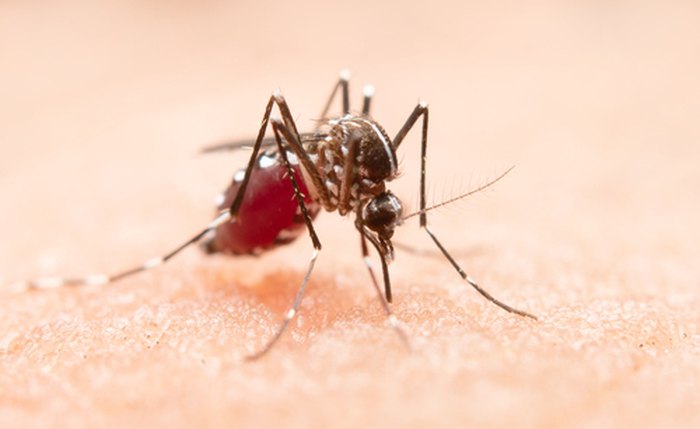 Mosquito é o principal transmissor da doença