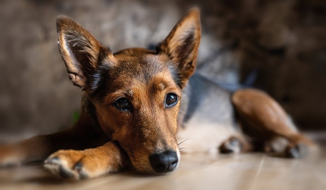 Como proteger pets do estresse causado por fogos de artifício