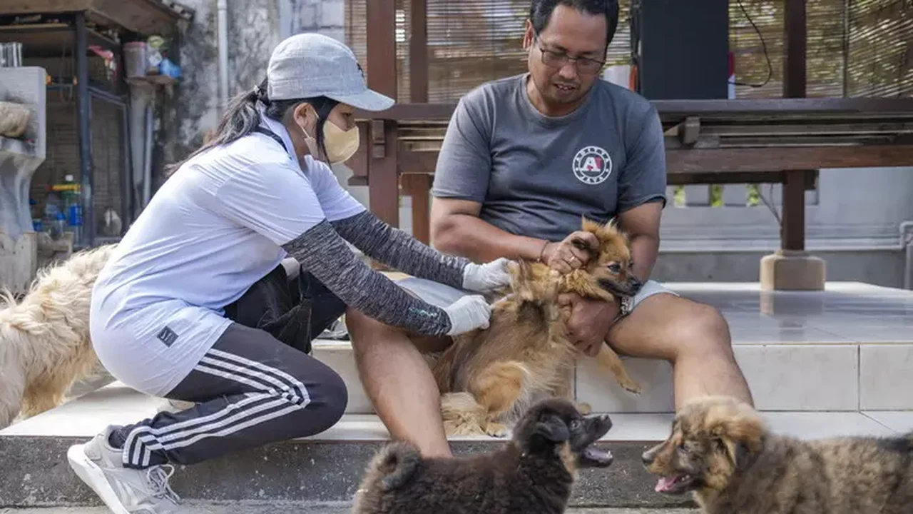 Jacarta proíbe venda e consumo de carne de cachorro e gato