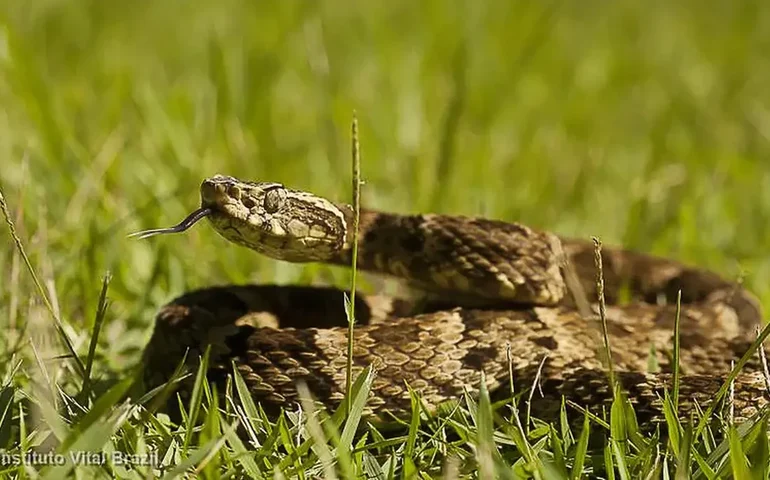 Índia: bebê de um ano mata cobra a mordidas após réptil se enrolar em suas mãos