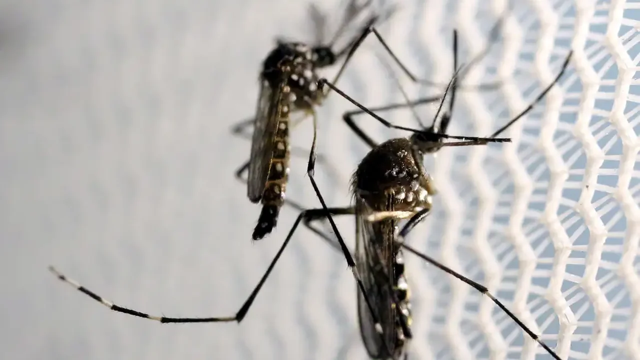 Conheça a 'biofábrica' de mosquitos na Colômbia que combate a dengue e a desinformação