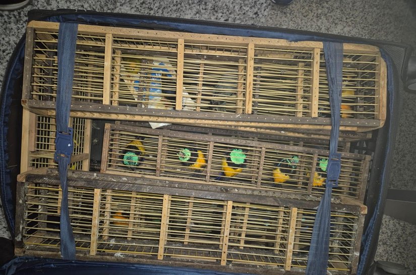 Ação integrada da PCAL e Polícia Federal apreende 42 aves silvestres no aeroporto Zumbi dos Palmares