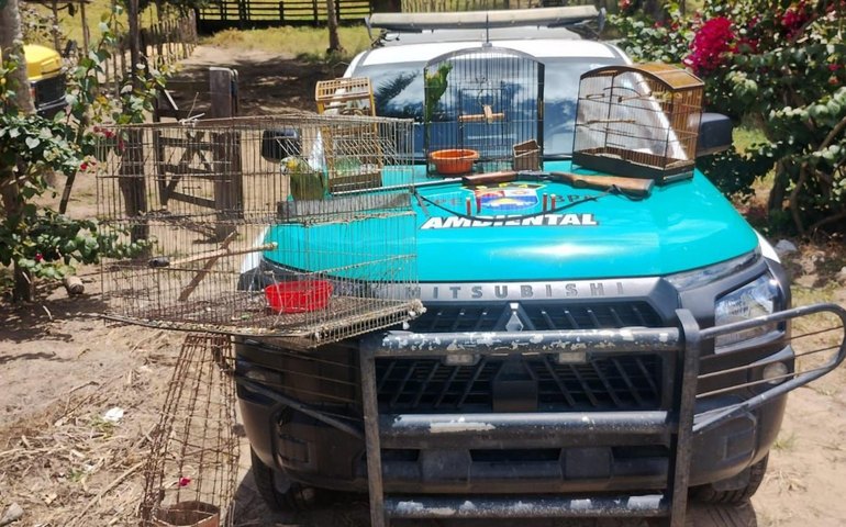 Batalhão Ambiental apreende arma de fogo e resgata animais silvestres em Limoeiro de Anadia