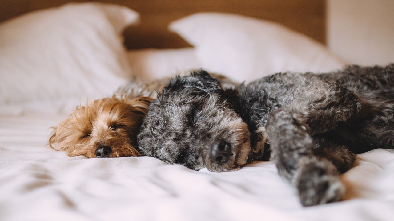 O desafio de deixar o cachorro sozinho na residência