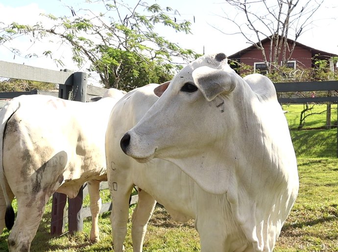Agro Feira IBC consolida-se como vitrine de oportunidades e movimenta quase R$ 1 mi em negócios