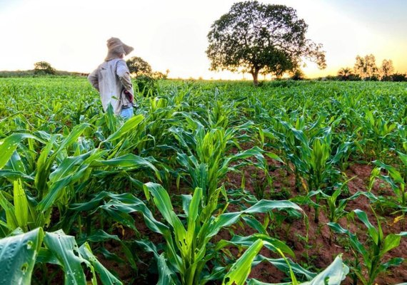 Dia de Campo capacita produtores rurais do agreste alagoano em manejo eficaz na bovinocultura de leite