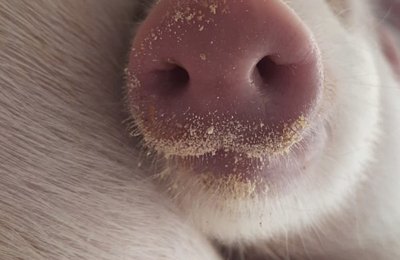 Vetanco anuncia vencedora do 3º Concurso Fotográfico Bacon Lovers; confira