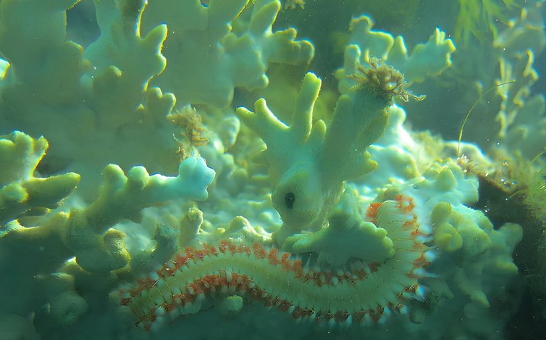 IMA e Setur monitoram branqueamento de corais na costa de Alagoas