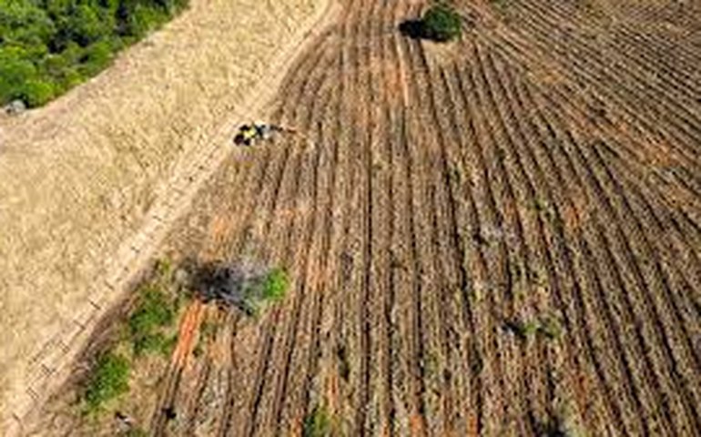 MST refloresta área de assentamento na região do Vale do Rio Doce