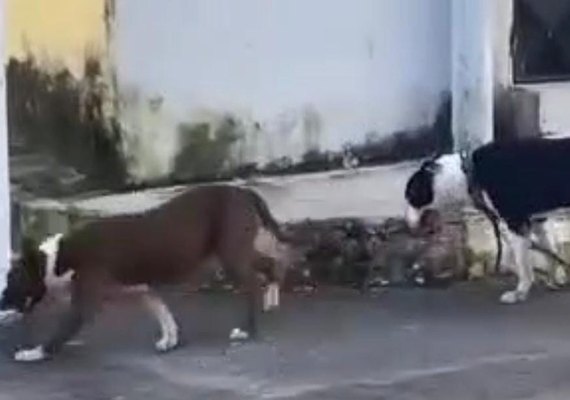 Moradores da Vila Saem denunciam ataques de pitbulls a animais no bairro do Pinheiro