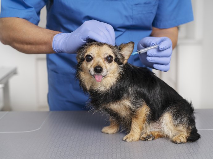 Uninassau oferta atendimento clínico para animais de estimação e vacinação antirrábica