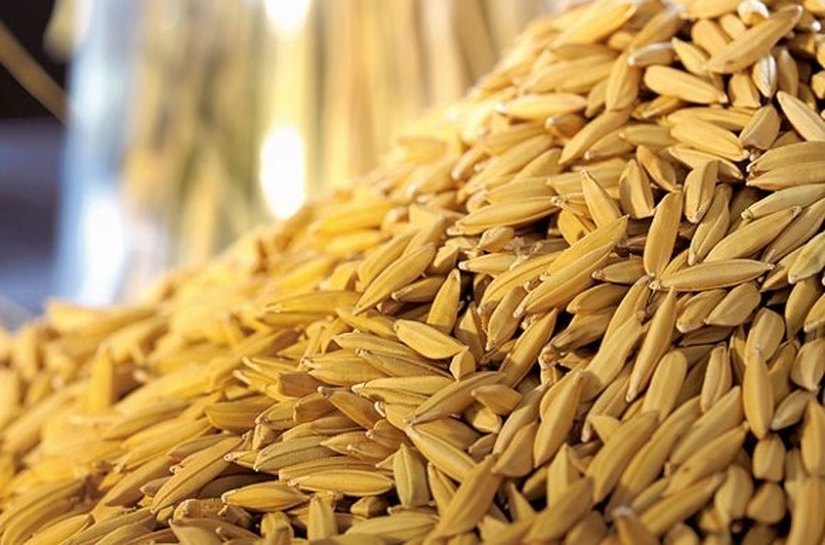 Litoral Sul terá colheita de arroz, distribuição de alevinos e doação de mudas