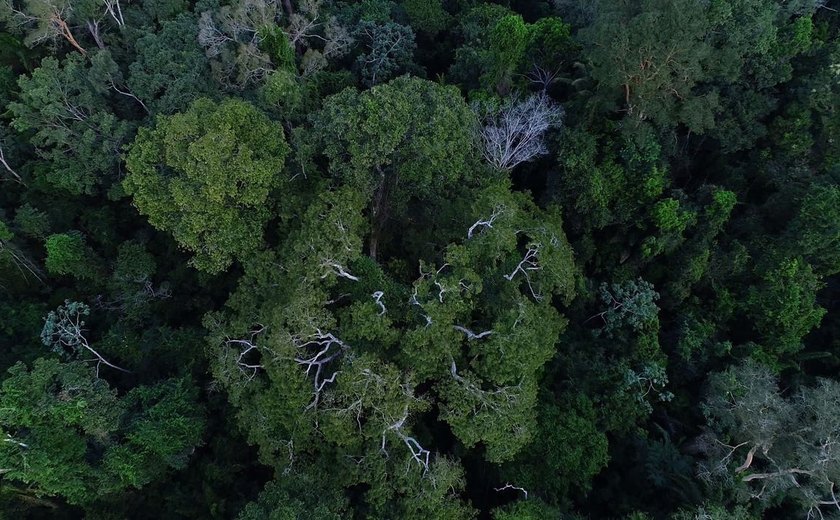 Emissões de carbono na Amazônia registram aumento em 2019 e 2020