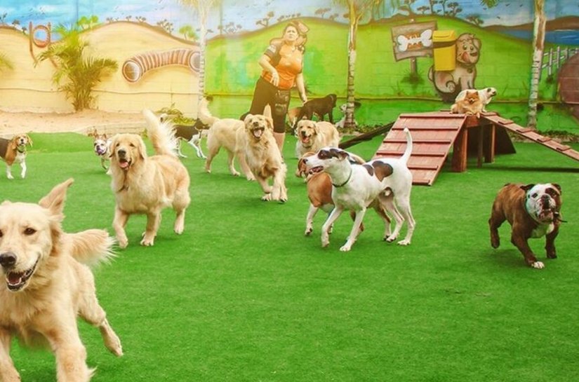 Férias: o que observar antes de deixar seu pet em um hotel ou creche e quais são os direitos do tutor