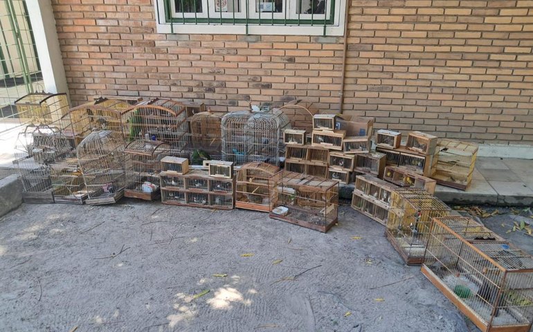 PM resgata aves ameaçadas de extinção durante Operação Feira Livre