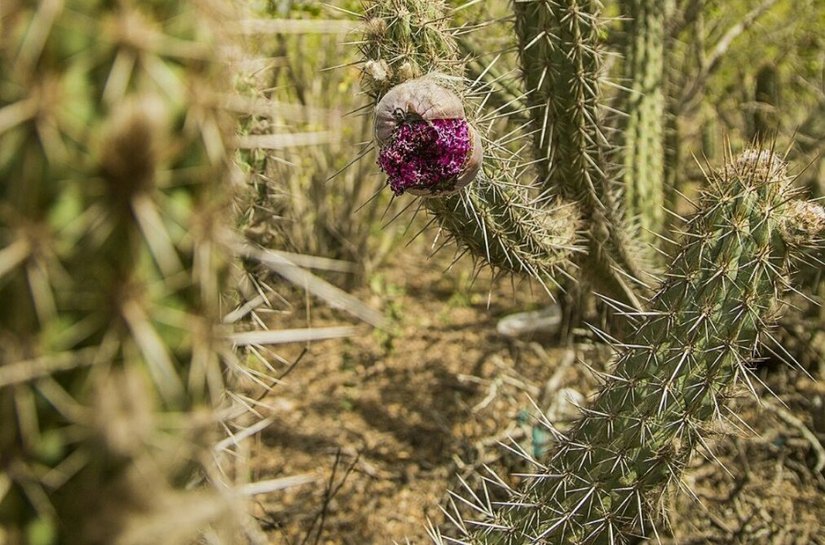 Sesau prestou cinco mil atendimentos no Governo Presente no Sertão