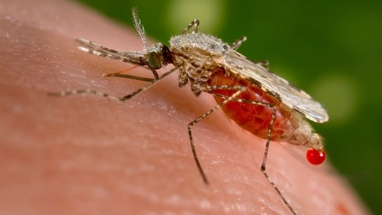 ‘AL não tem o mosquito transmissor da malária’, esclarece infectologista